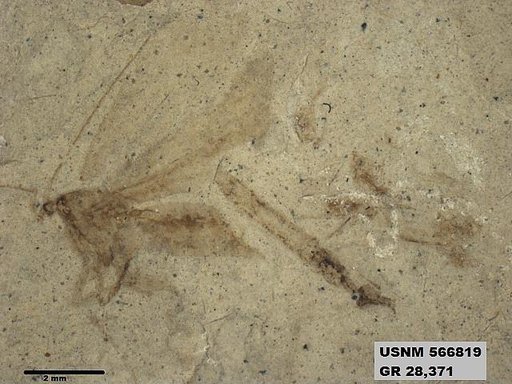 Genus sp