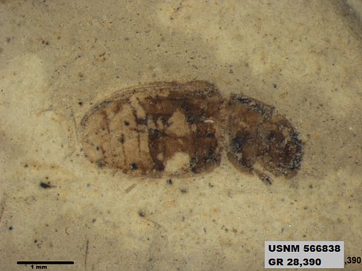 Insecta