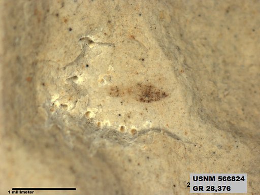 Insecta