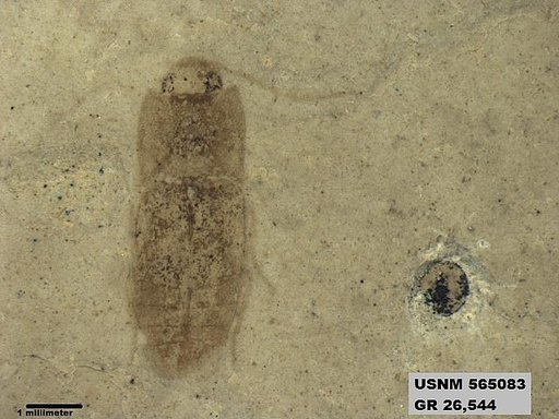 Genus sp