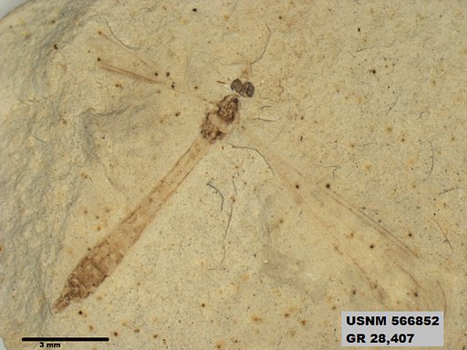 Genus sp