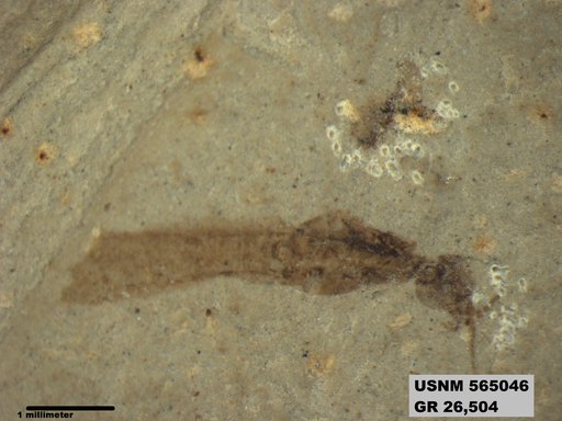 Genus sp