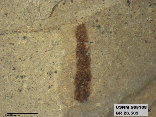 Genus sp