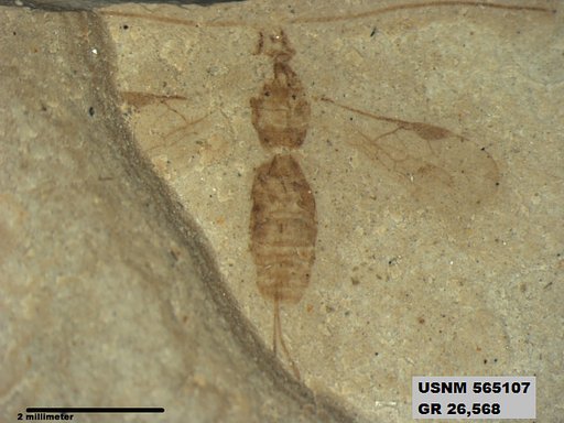 Insecta