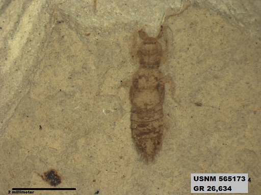 Insecta