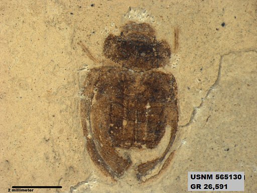 Insecta