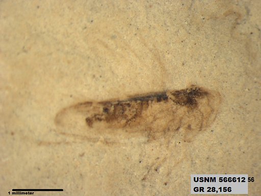 Genus sp