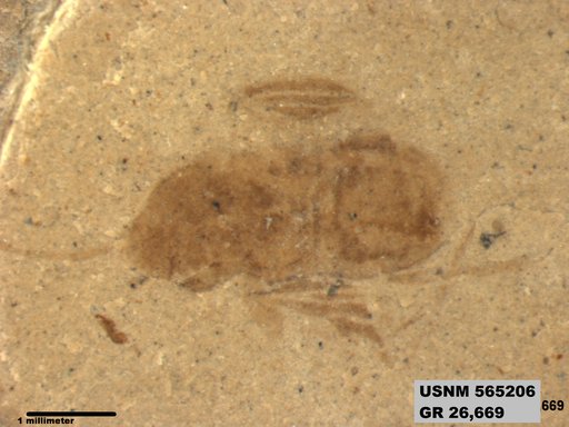 Genus sp