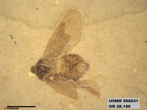 Genus sp