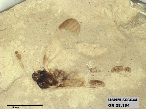 Genus sp