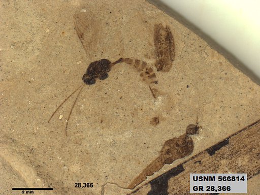 Genus sp