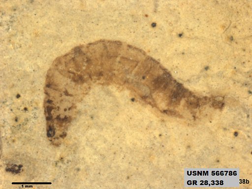 Insecta