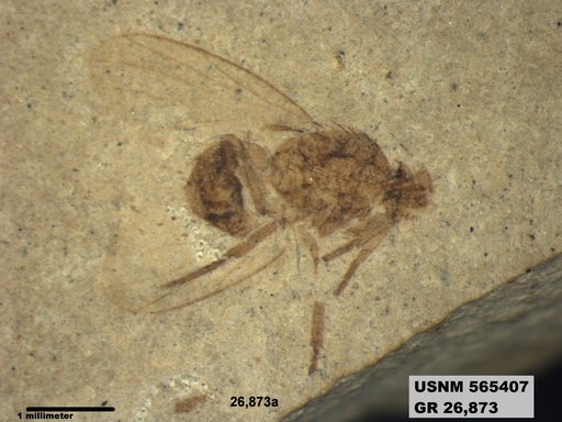 Genus sp