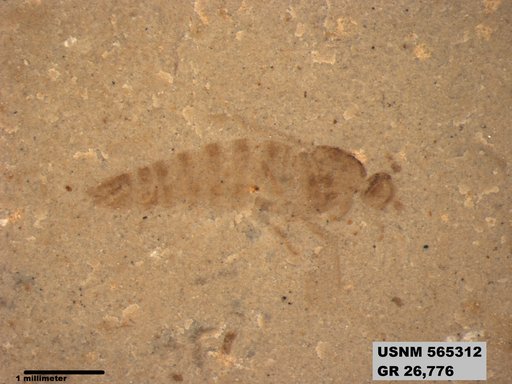Insecta