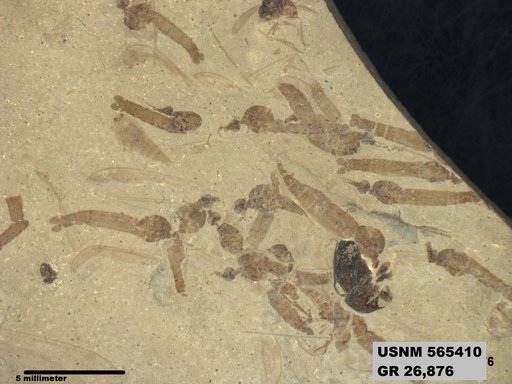 Genus sp