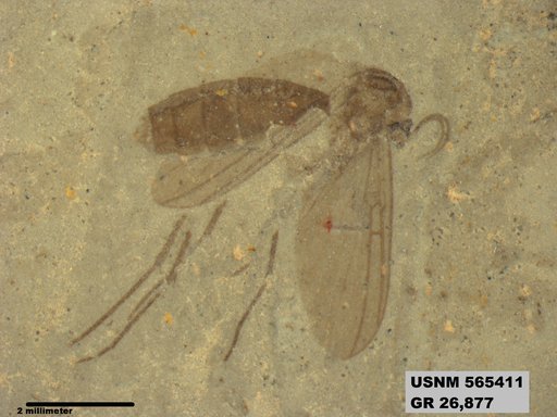 Genus sp