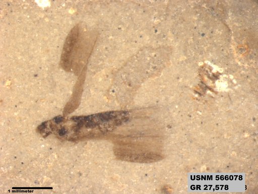 Genus sp