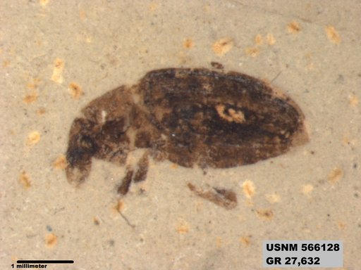 Insecta