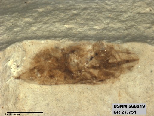Genus sp
