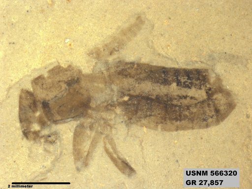 Pteromogoplistes smithii