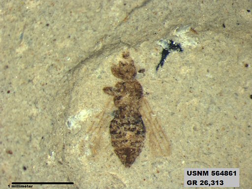 Insecta