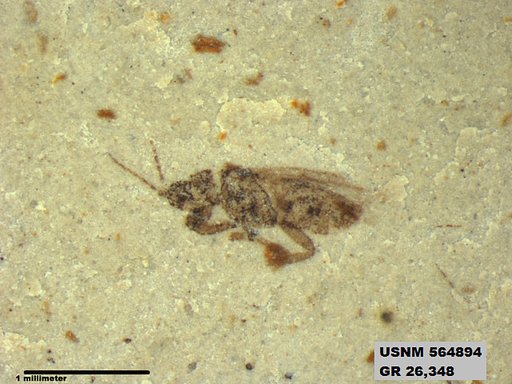 Genus sp