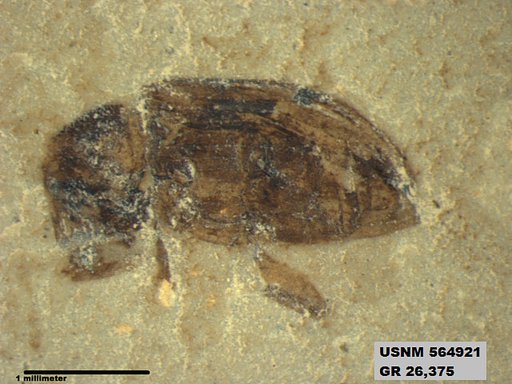 Insecta