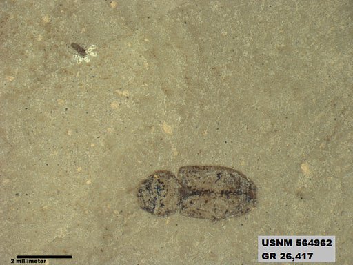 Insecta