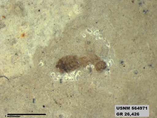 Genus sp