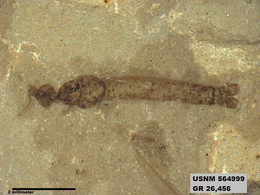 Genus sp