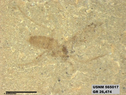 Insecta
