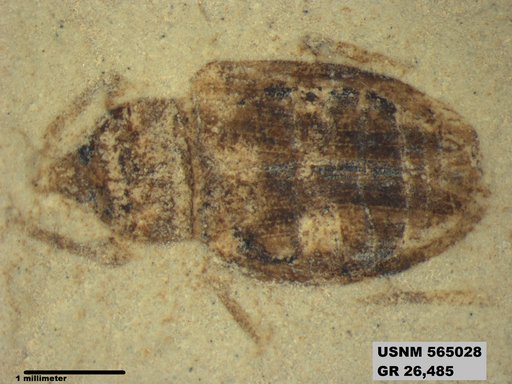 Insecta
