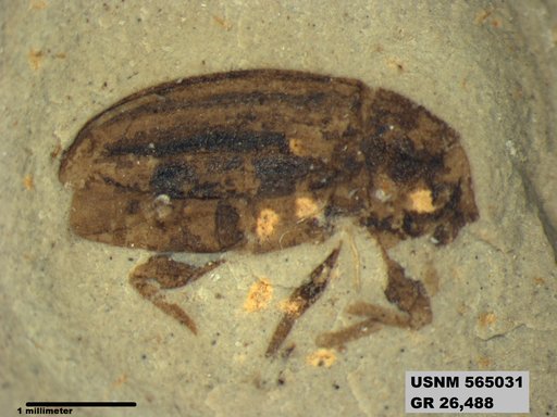 Insecta