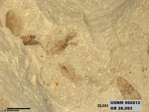 Genus sp