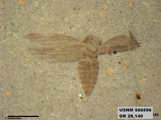 Genus sp