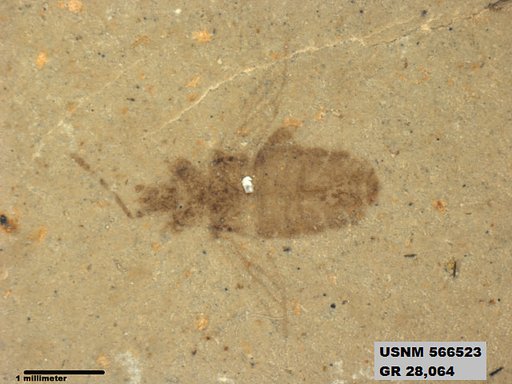 Genus sp