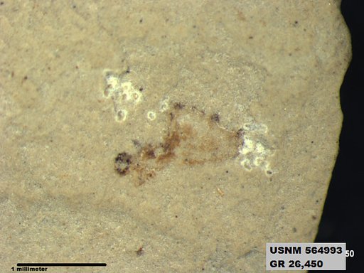Genus sp