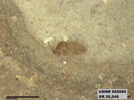 Genus sp