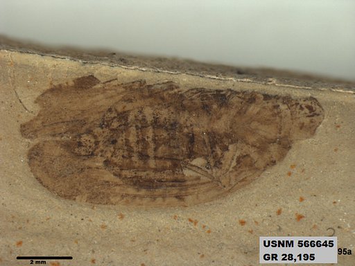 Genus sp