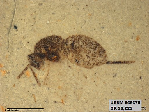 Insecta