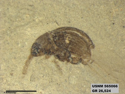 Insecta