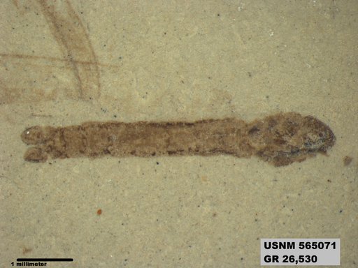 Genus sp