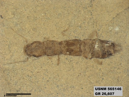 Genus sp