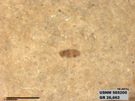 Insecta