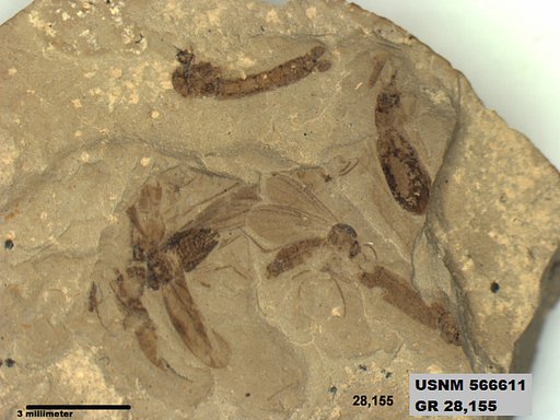 Genus sp