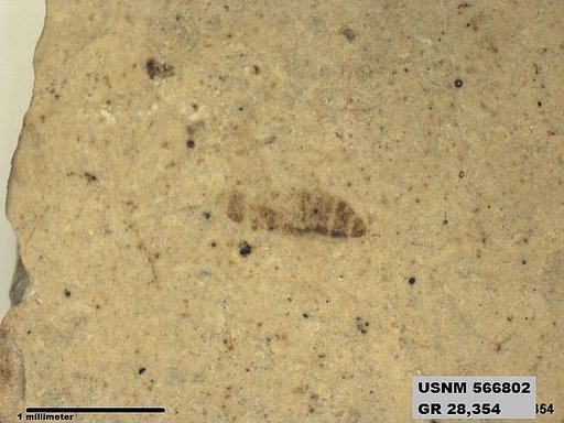 Genus sp