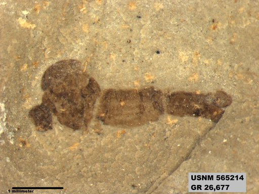 Genus sp