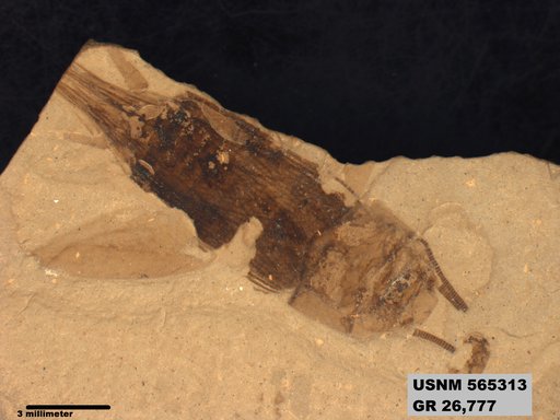 Genus sp