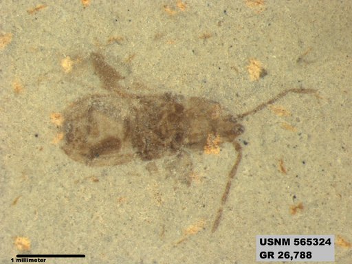 Genus sp