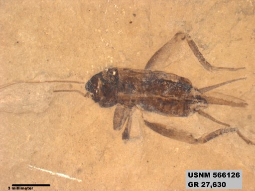 Eogryllus unicolor
